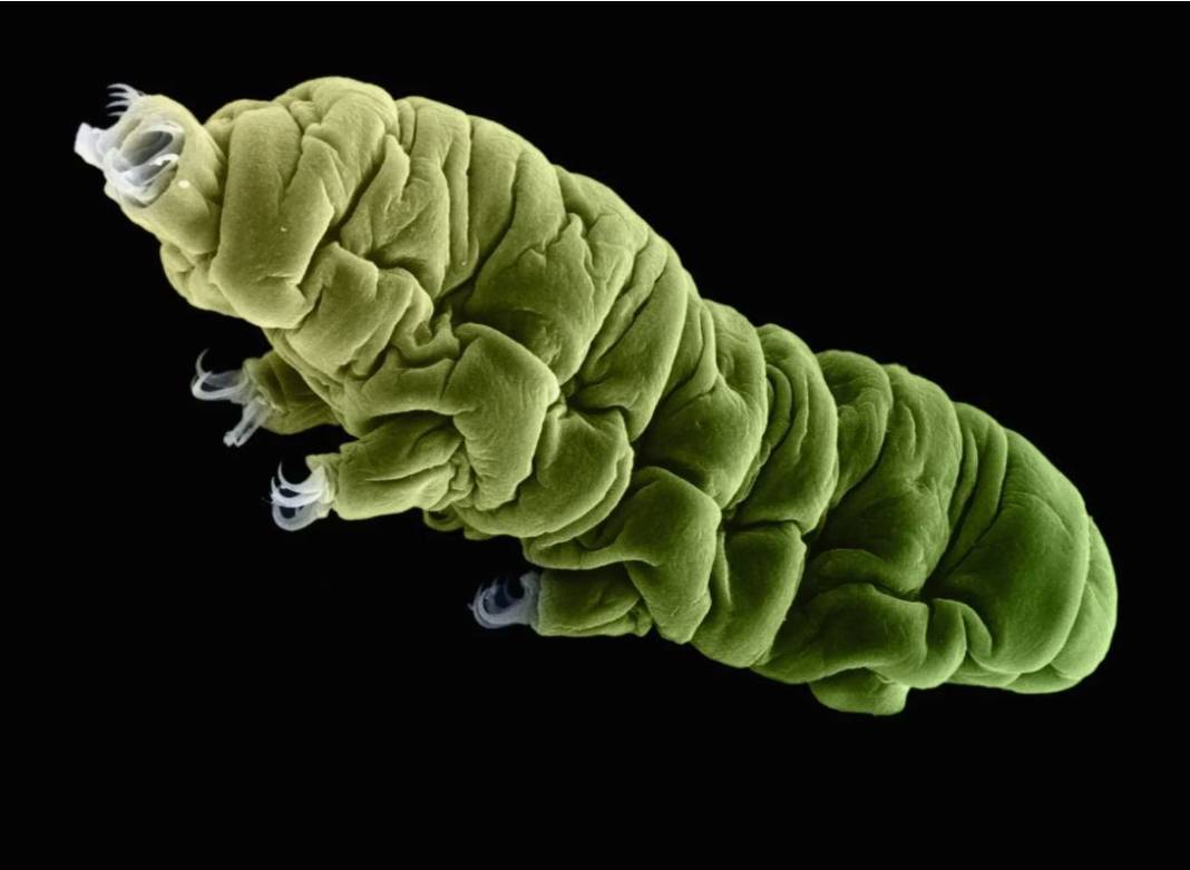 Tardigrad nedir? 1